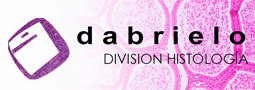 dabrielo-histologia