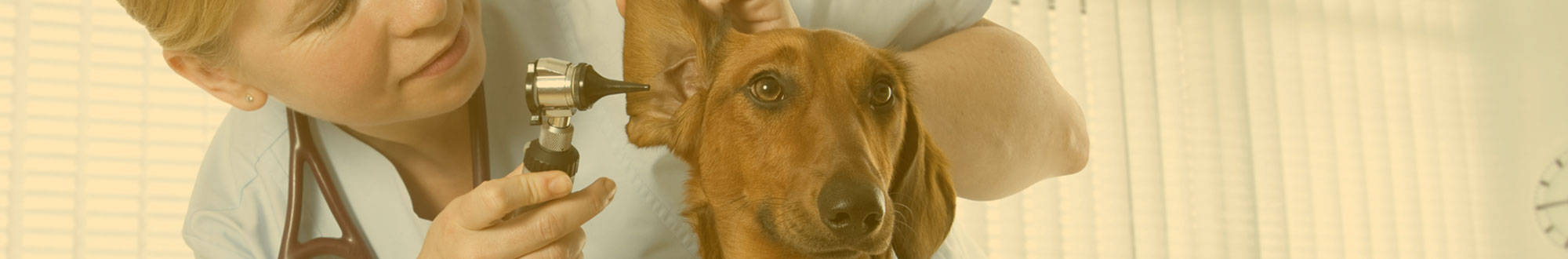 dabrielo-division-veterinaria